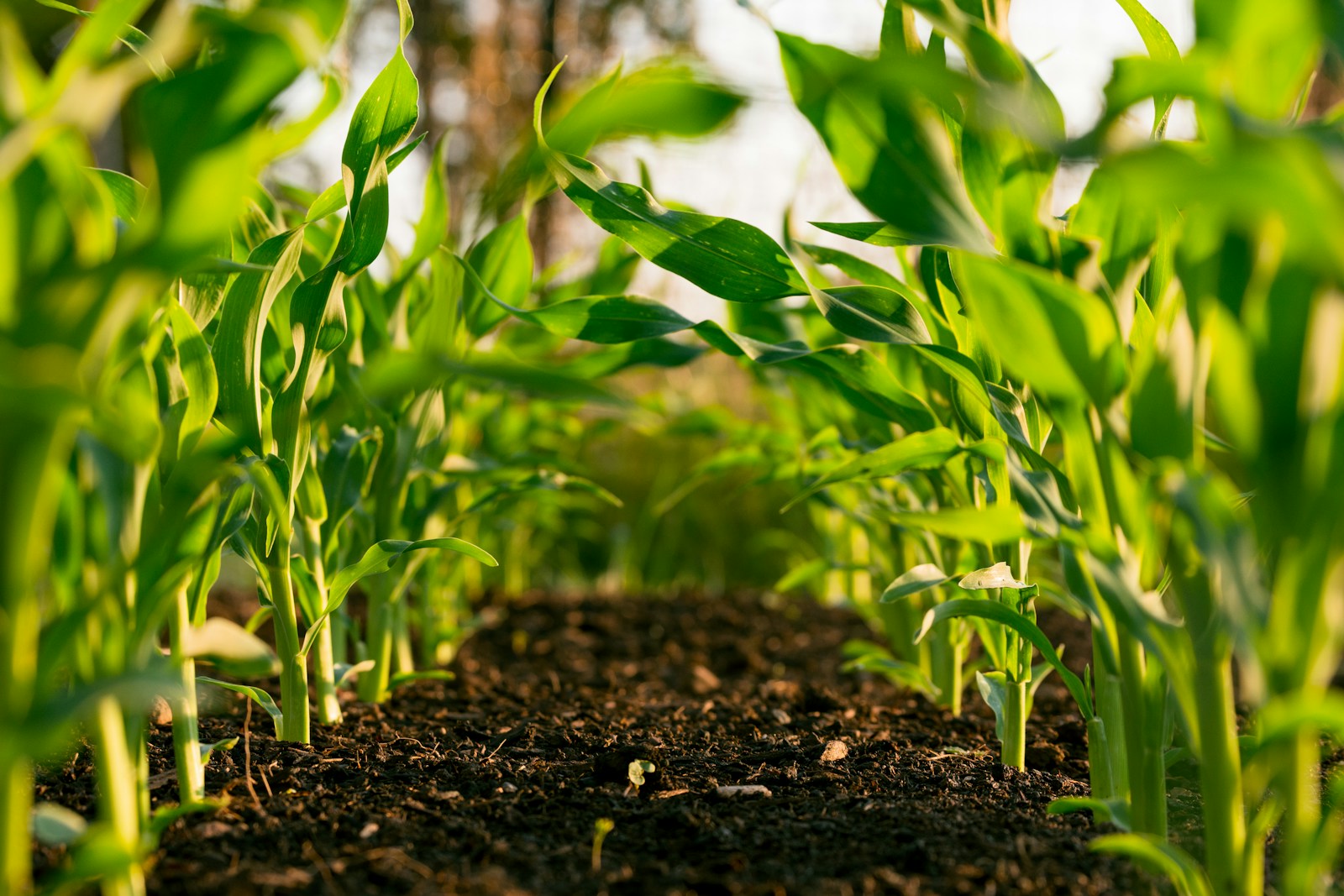Lush crop field at sunrise - sustainable farming