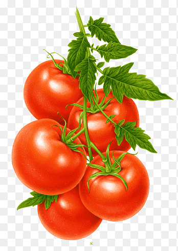 Hybrid tomato